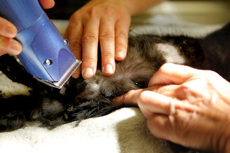 Pet Grooming Clippers